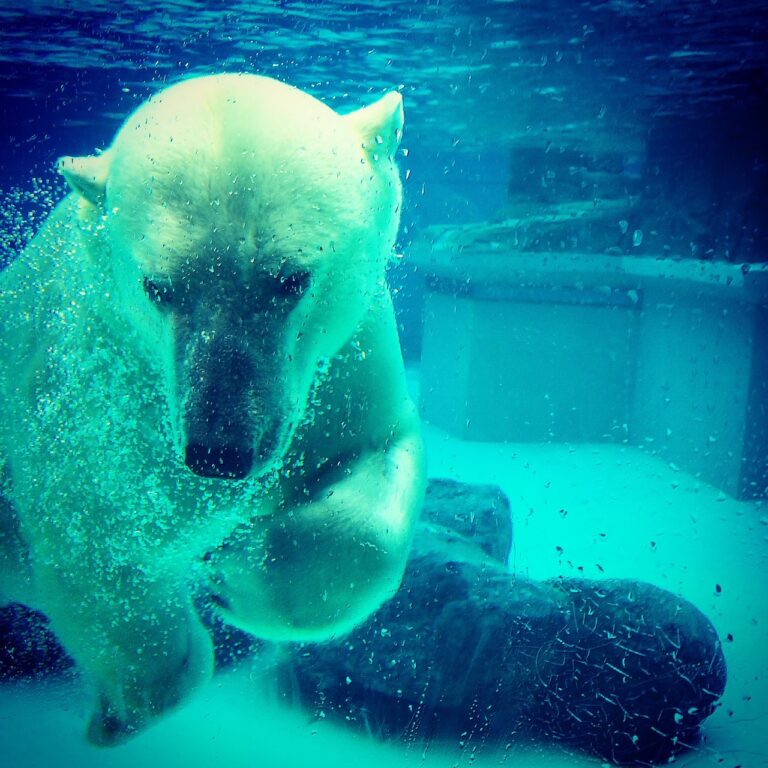 polar bear, bear, underwater
