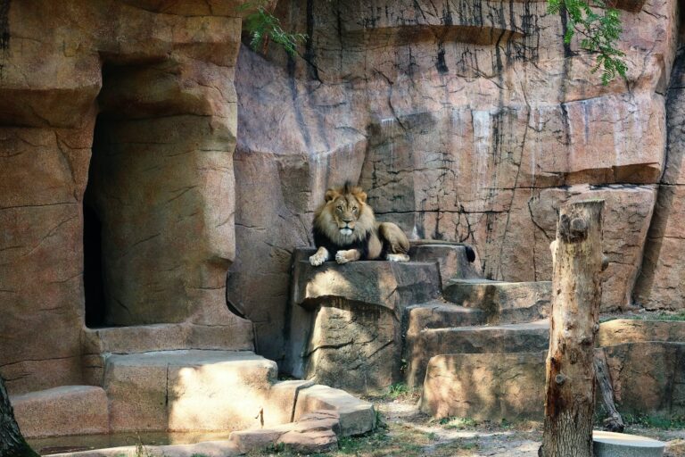 a lion is sitting on a rock ledge